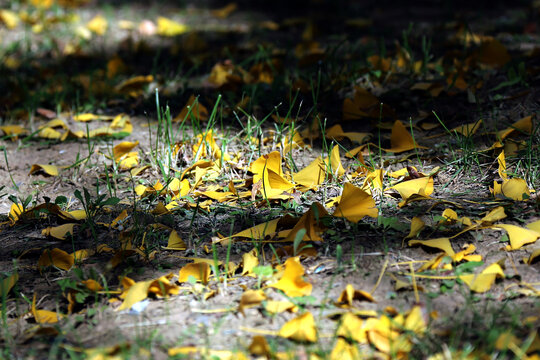 秋天的银杏树叶落叶