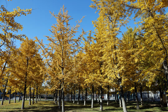 深秋的银杏树林