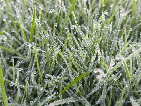 草地凝结成霜