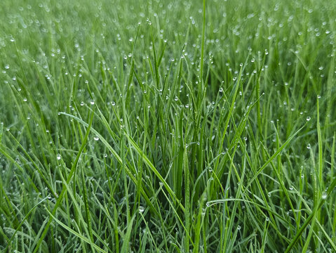 雨天晨露青草