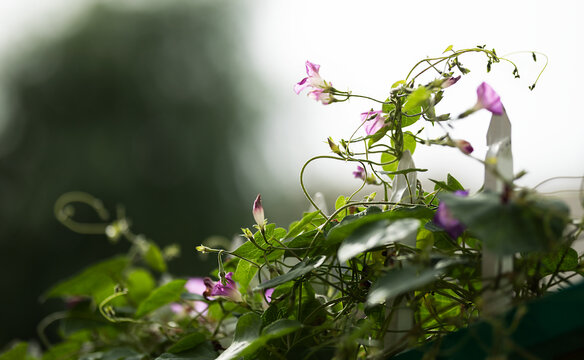 牵牛花