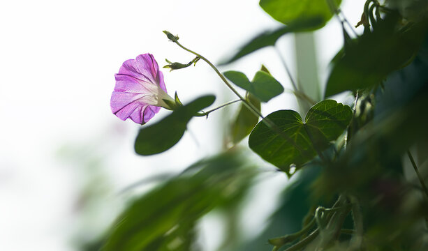 牵牛花