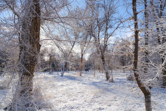 北方的雪