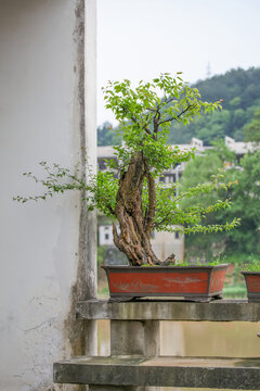 歙县练江风光徽派盆景