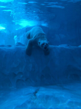 水底北极熊