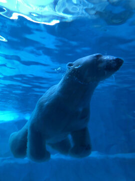 游泳的北极熊