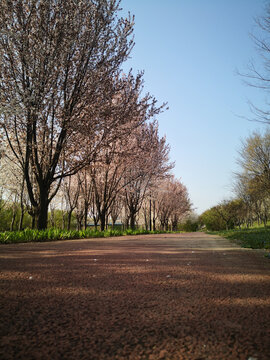 河岸风光百花路直