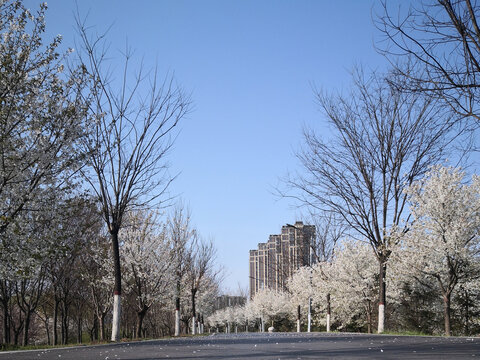 河岸风光百花路