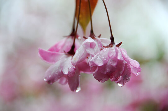 春雨