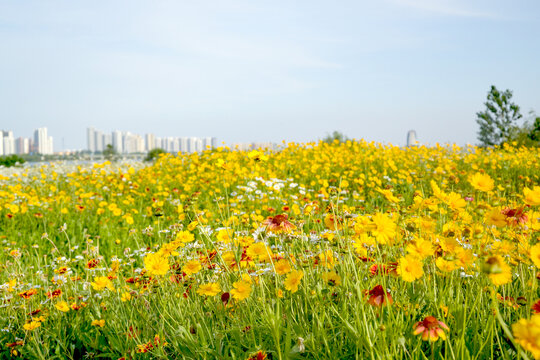 花的海洋