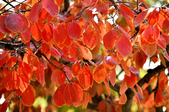 秋天的柿子树红叶