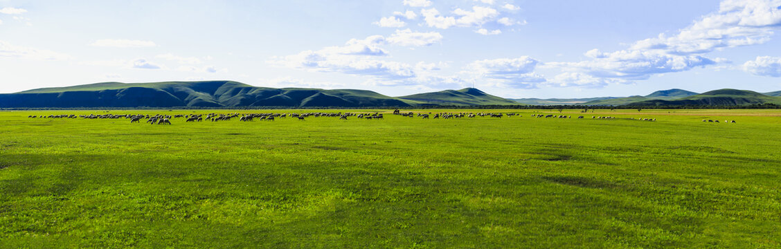 草原夏季牧场羊群大横幅