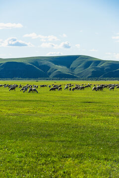 草原放牧羊群竖幅