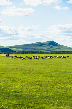 夏天草原牧场羊群