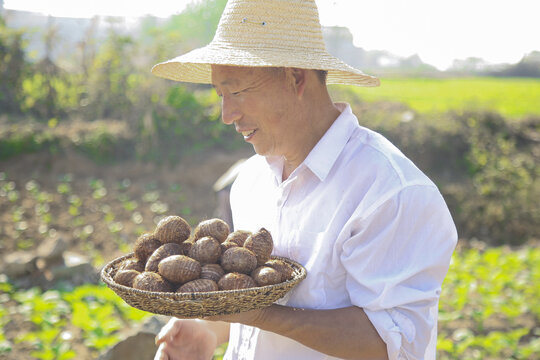 手里拿着新鲜小芋头