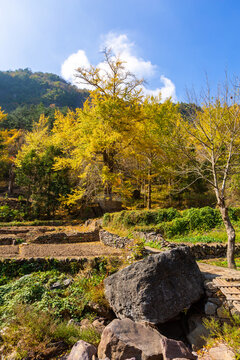 水没坪银杏树