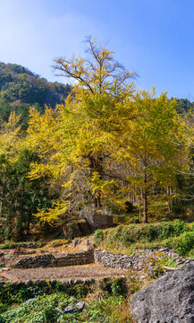 水没坪银杏树