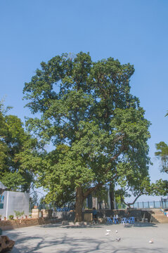 漳州七首岩寺和合树