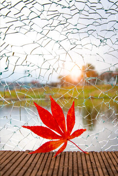裂纹玻璃上的红红枫叶