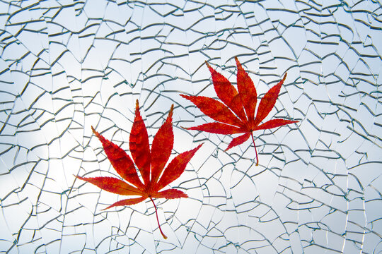 裂纹玻璃上的红枫叶