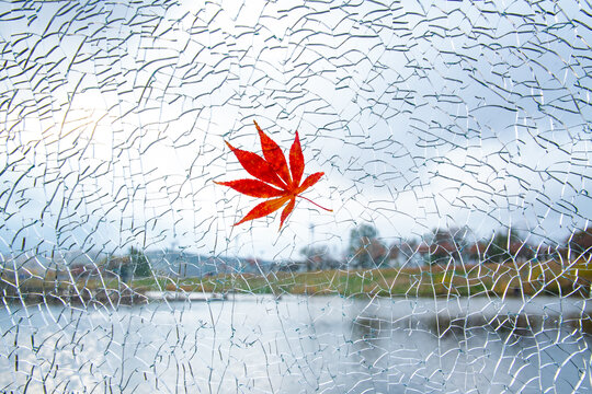 花纹玻璃上的红枫叶