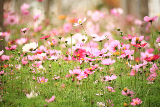 格桑花
