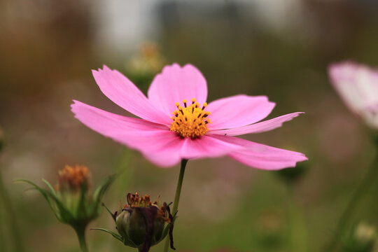 格桑花