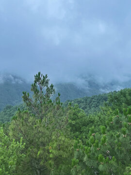 茂密的山林