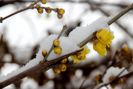 雪中腊梅