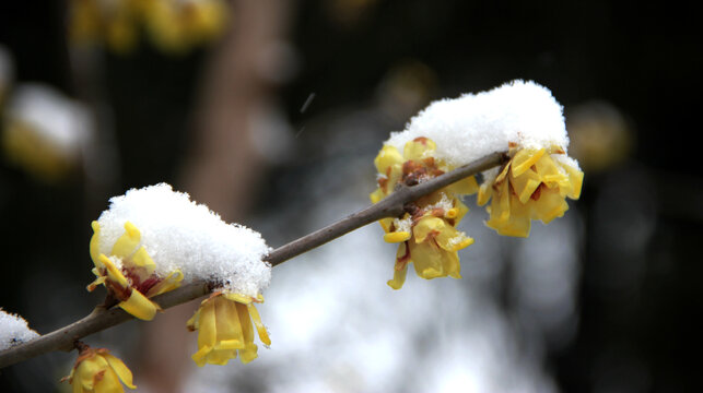 梅花凌雪绽放