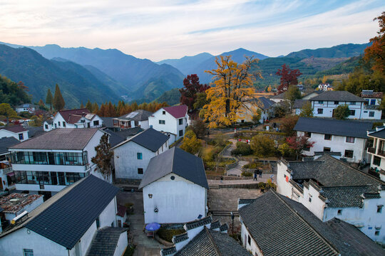 临安指南村秋色红枫