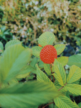 野草莓