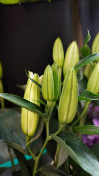 拍摄植物礼物鲜花花卉百合花苞