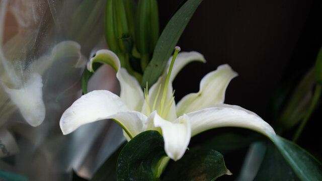 原创拍摄植物礼物鲜花花卉百合