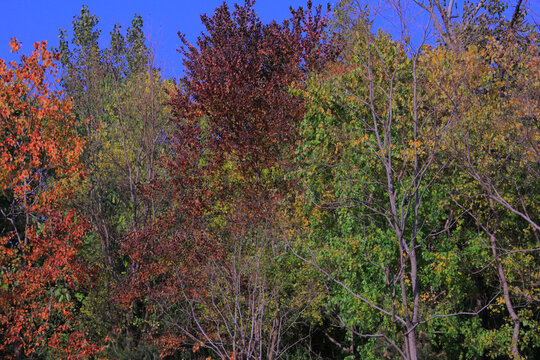 秋季五彩树