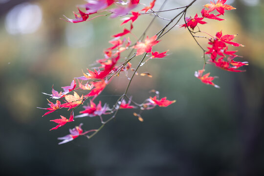 枫叶红漫天