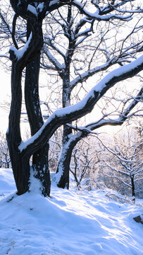 雪景