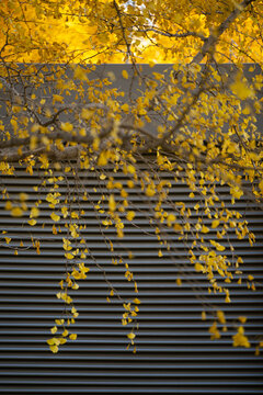 秋天银杏树的黄叶