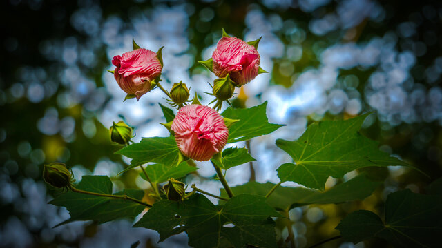 玫瑰花