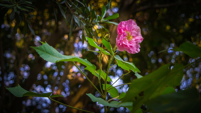 花卉红玫瑰