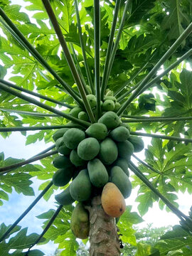 木瓜