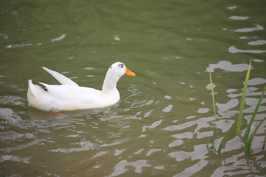 一只白色鸭子
