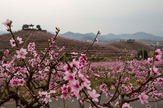 桃树