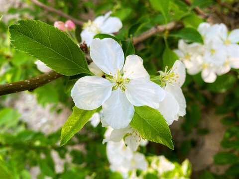 苹果花开