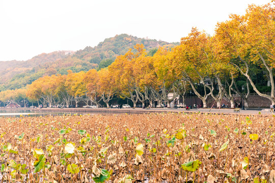 杭州西湖秋景