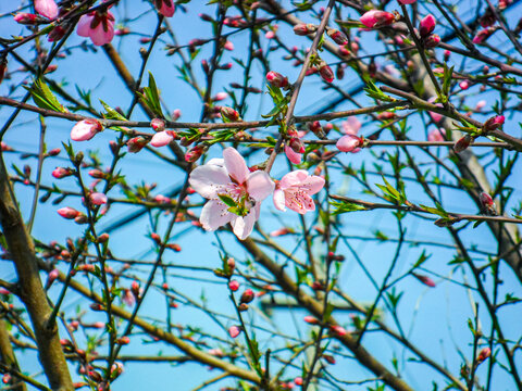 桃花