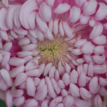 粉色菊花特写