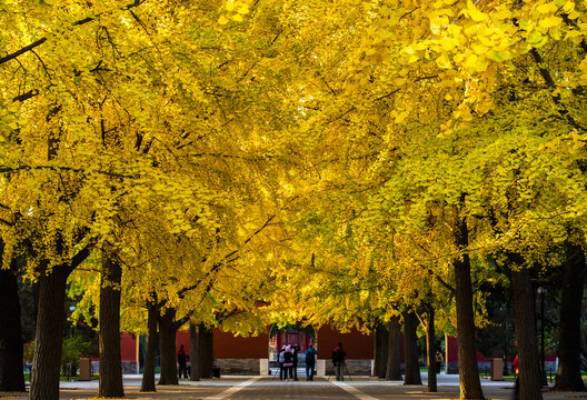 北京中山公园秋色