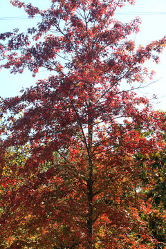 美国红栎