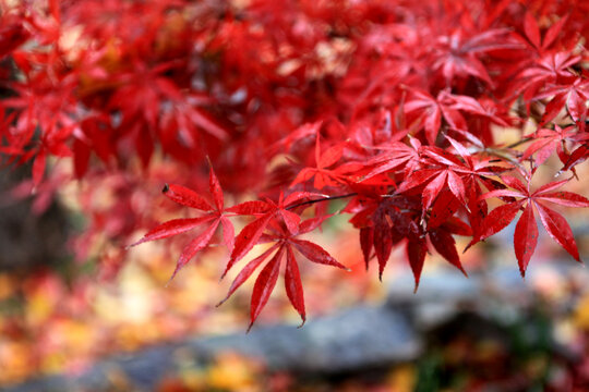 日本红枫